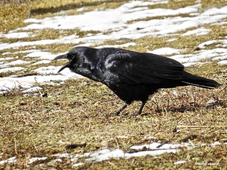 Fish Crow (Corvus ossifragus) by Beth Fishkind is licensed under CC BY-NC-ND 2.0